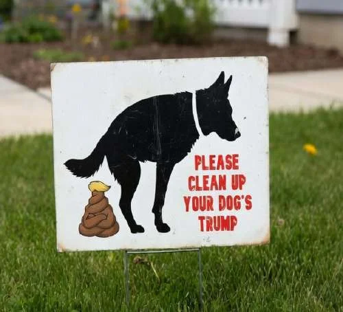 Shiba Inu dog wearing a gray vest that reads 'Sorry if I took a trump →'
